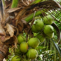 Coconuts growing in clusters
